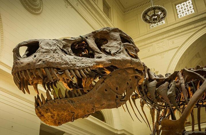 chicago field museum of natural history - sue standing guard
